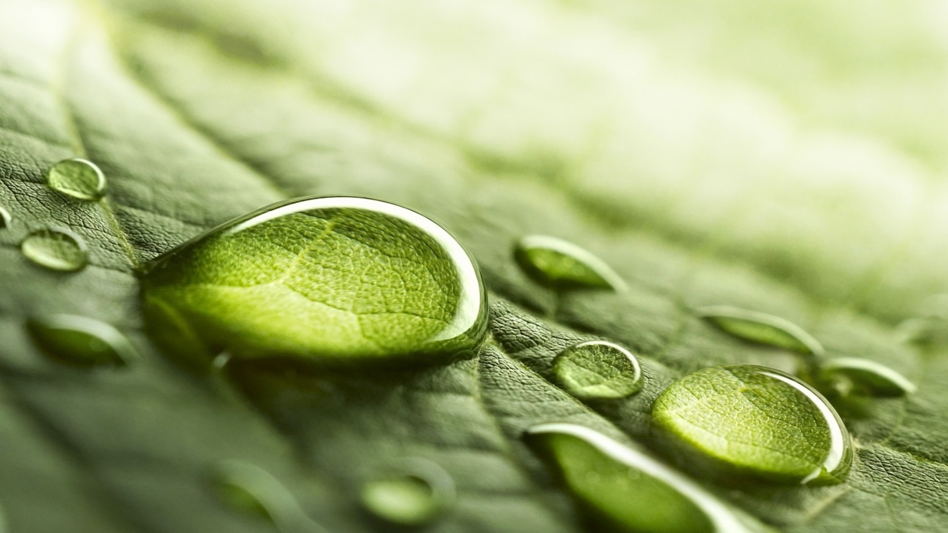 Drop of water on a leaf