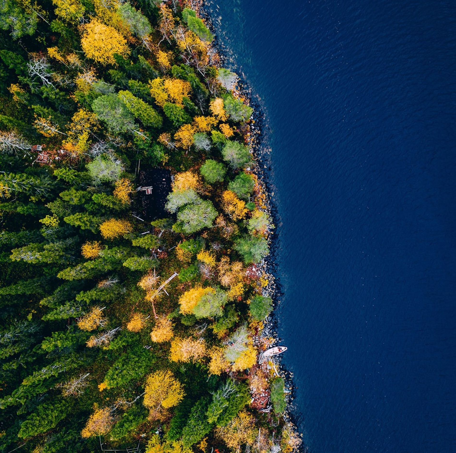Aerial view of a forest coast