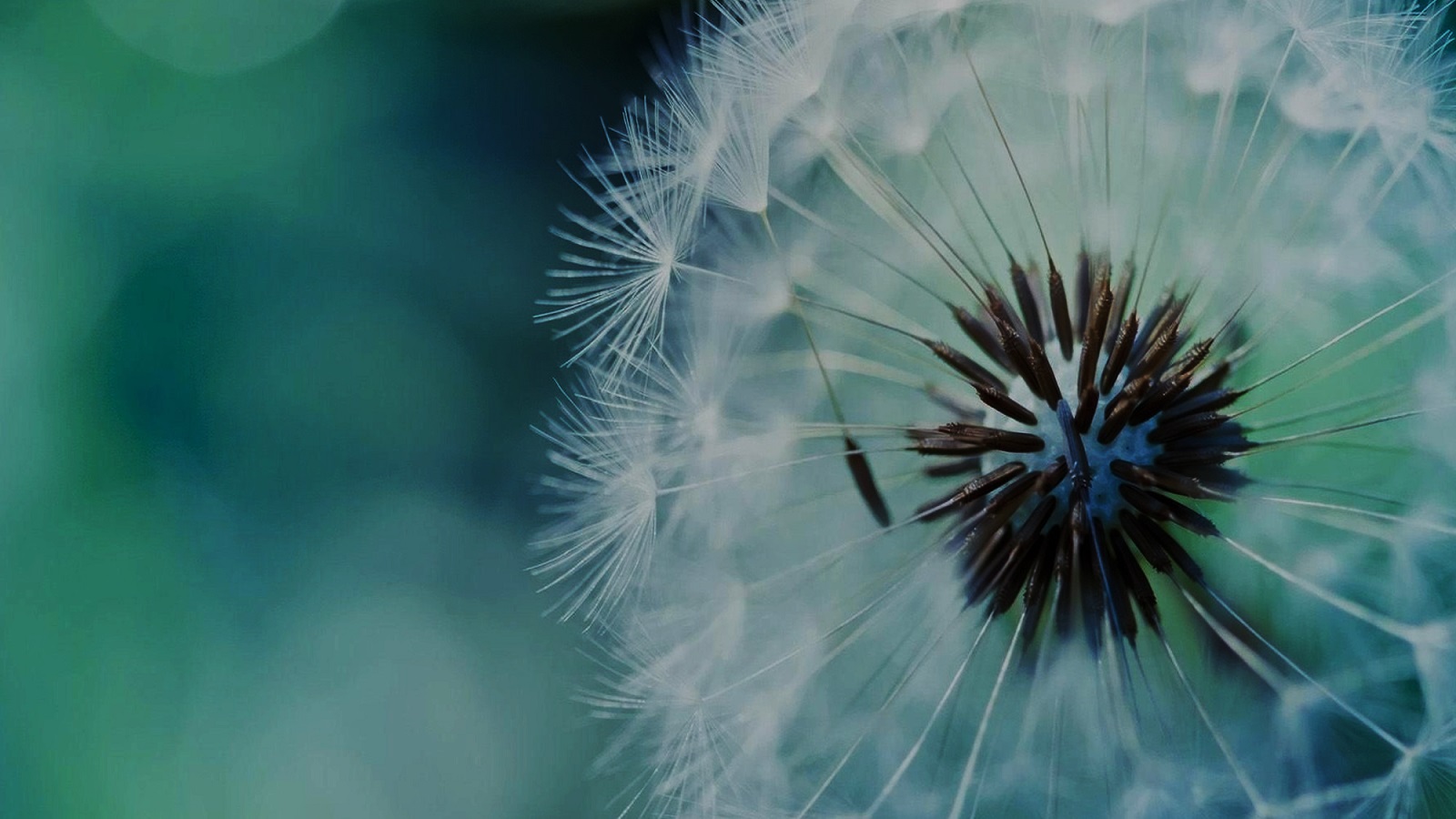 Zoom on a light flower