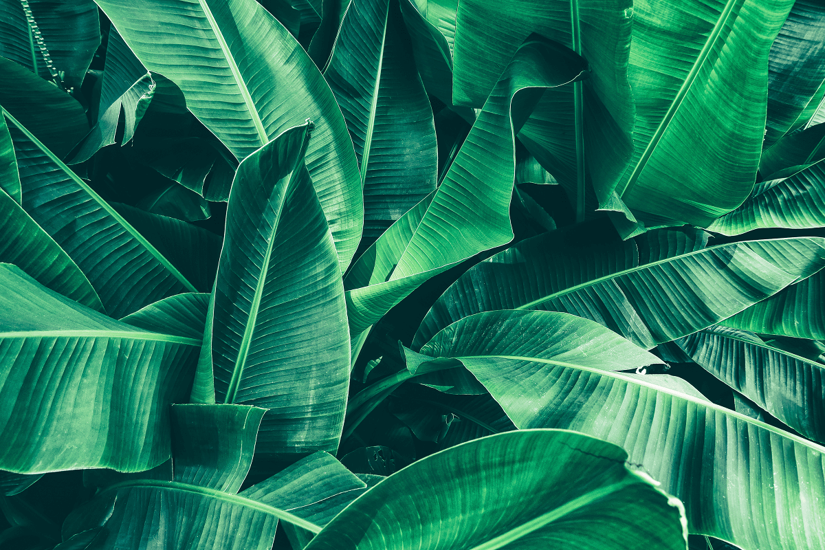 Palm tree leaves