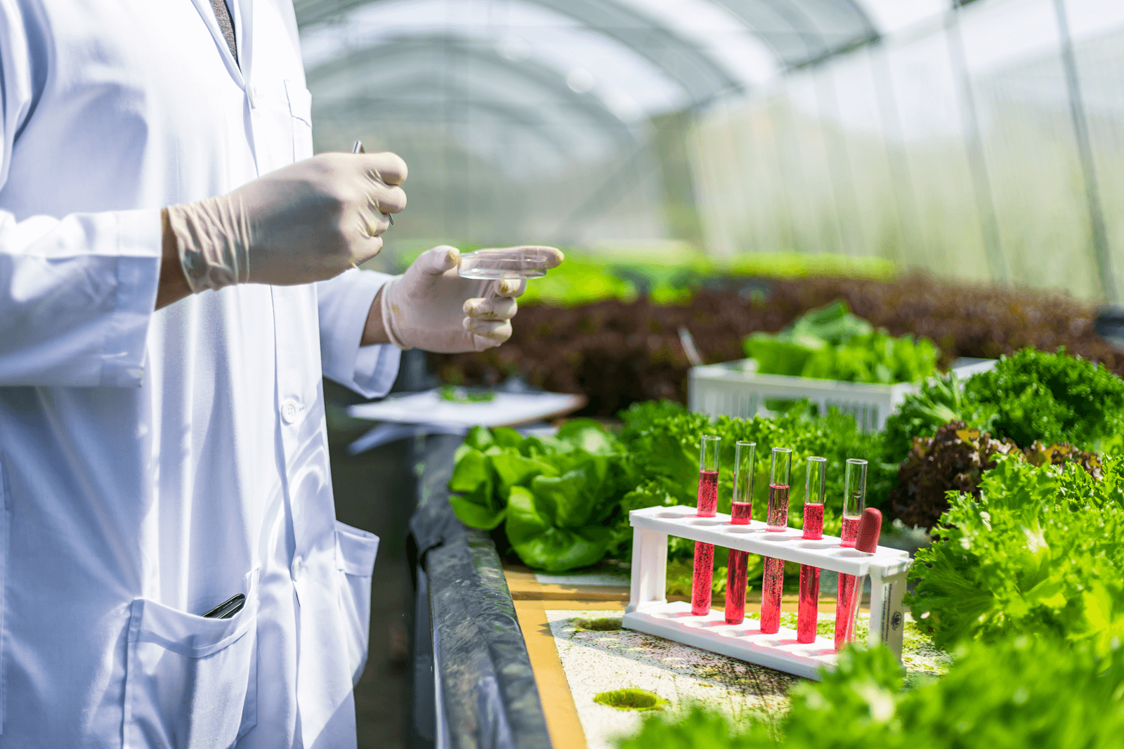 Man working in the lab conducts a food research 