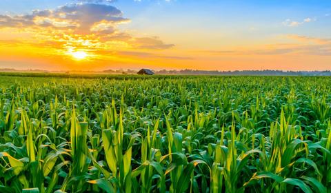 Landscape field with sunset