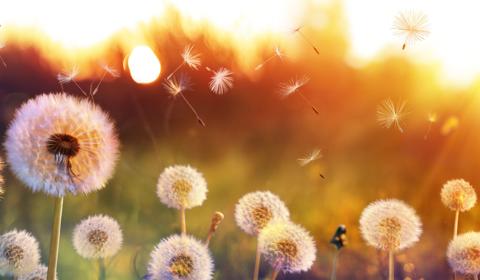 Field with dandelion flower