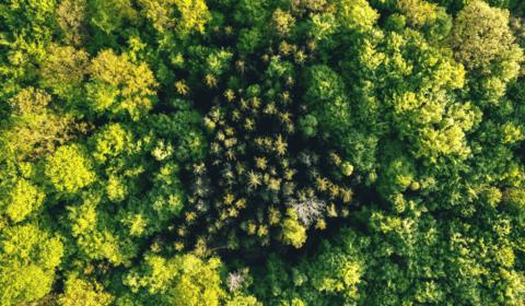 Aerial shot of a carbon‑free forest during summer