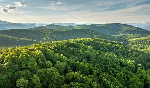Forest Ecosystem Expansion & Biodiversity Conservation