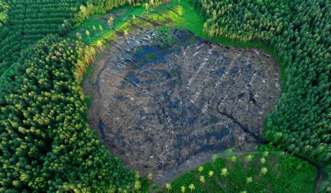 Surveillance de la déforestation