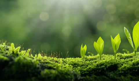 Young plant growth representing sustainability.