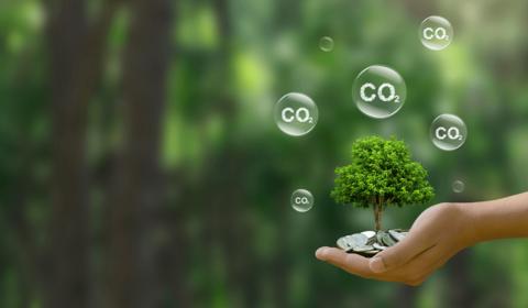 Concept d'investissement durable et de réduction des émissions de carbone, illustré par un arbre en pleine croissance.