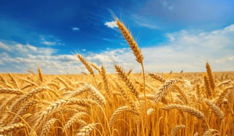 Close-up of ripe golden wheat under a bright blue sky with scattered clouds.