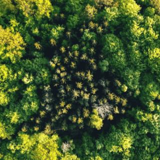 Aerial shot of a carbon‑free forest during summer