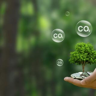 Concept d'investissement durable et de réduction des émissions de carbone, illustré par un arbre en pleine croissance.