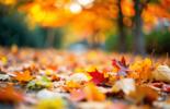 Autumn leaves scattered on the ground