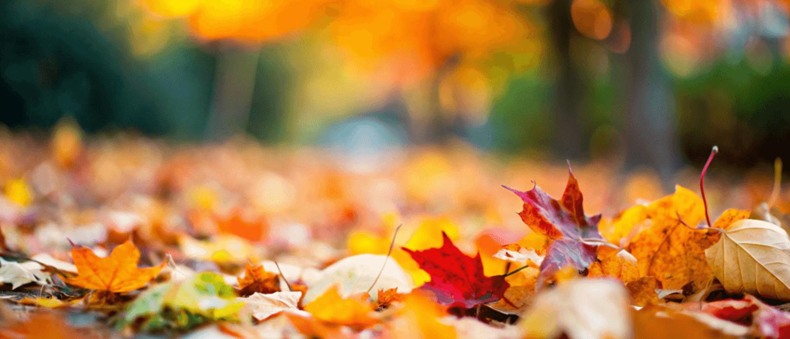 Autumn leaves scattered on the ground
