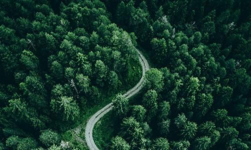 aerial view of the tree tops