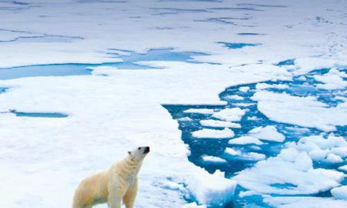 A bear on an iceberg 
