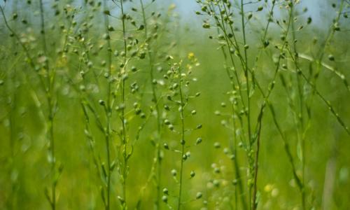 Flax field in the French countryside in the Spring