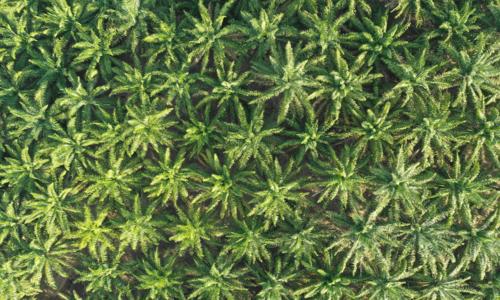 Palm oil plantation 