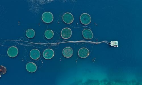 Aerial drone ultra wide panoramic photo of large fish farming