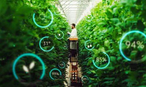Man Cultivates Organic Food or Plants