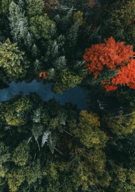 Aerial view of a river flowing through a rainforest.
