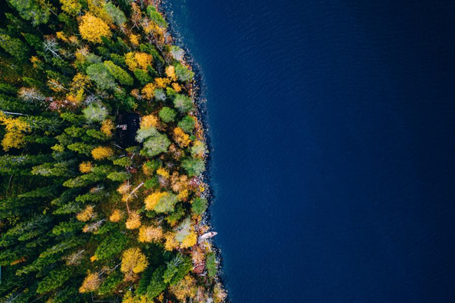 Aerian view of a forest coast