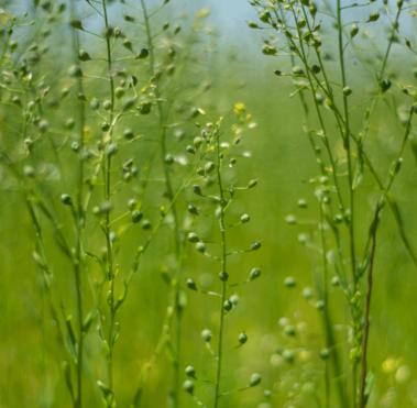 Flax field in the French countryside in the Spring