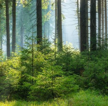 Panorama of Sunny and Foggy Spruce Forest