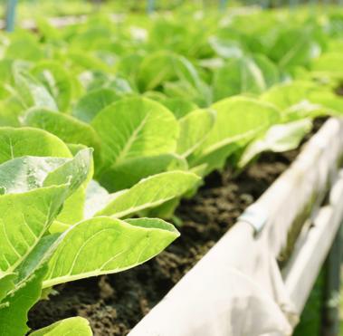 Fresh organic lettuce and greenhouse